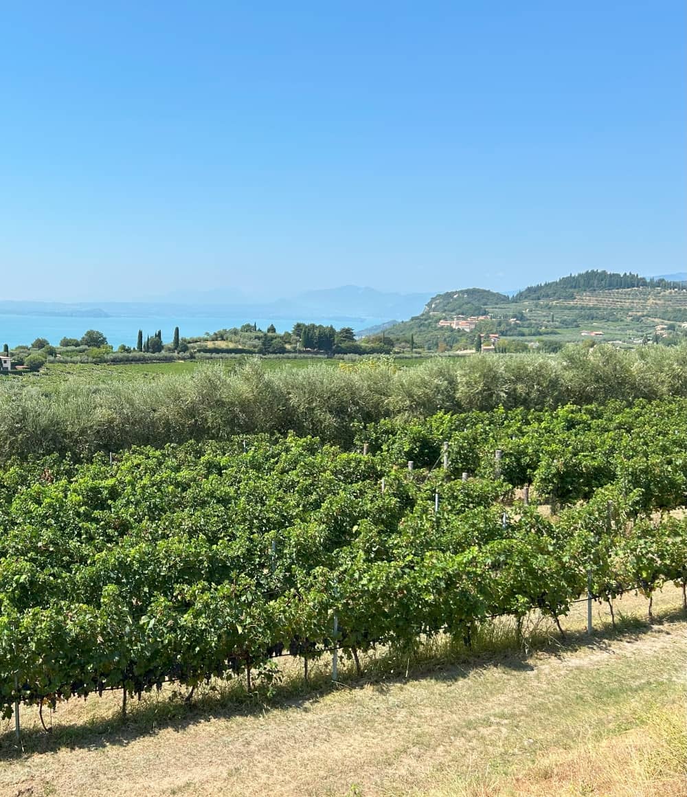 Vineyards of Bardolino